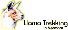 Llama Trekking in Vermont