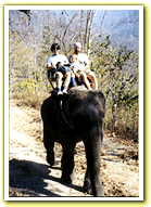 Elephant Rides