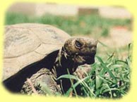 desert tortise