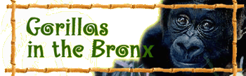 Gorillas in the Bronx