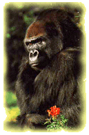 Gorilla