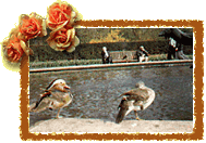 fountain and ducks