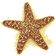 starfish